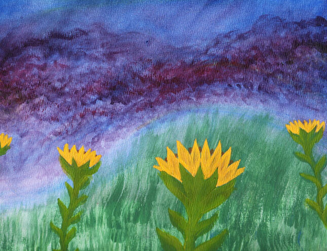 sunflower field 2025